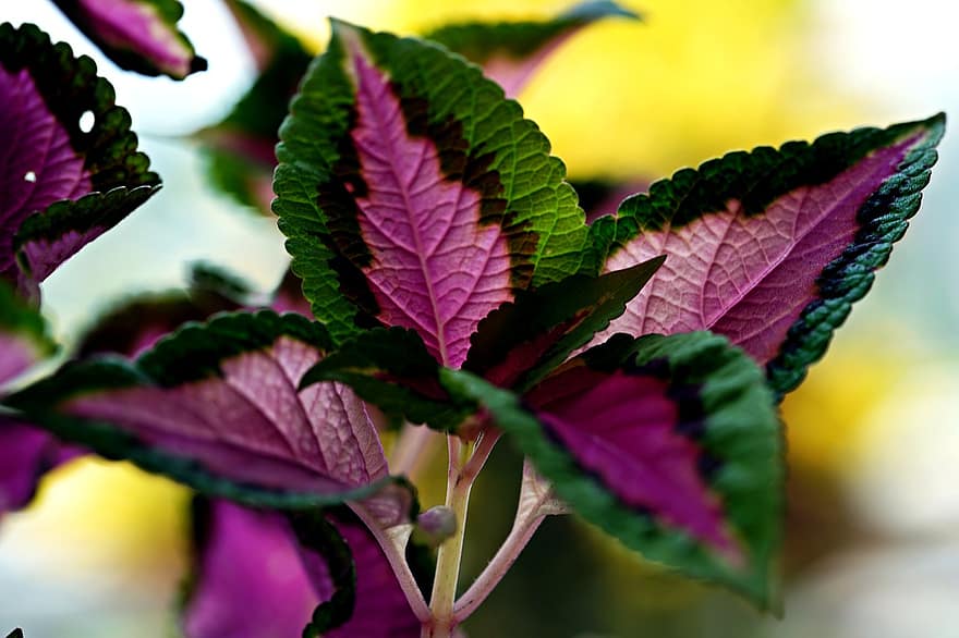 Coleus, Leaves, Plant, Foliage, leaf, close-up, green color, purple, freshness, summer, multi colored