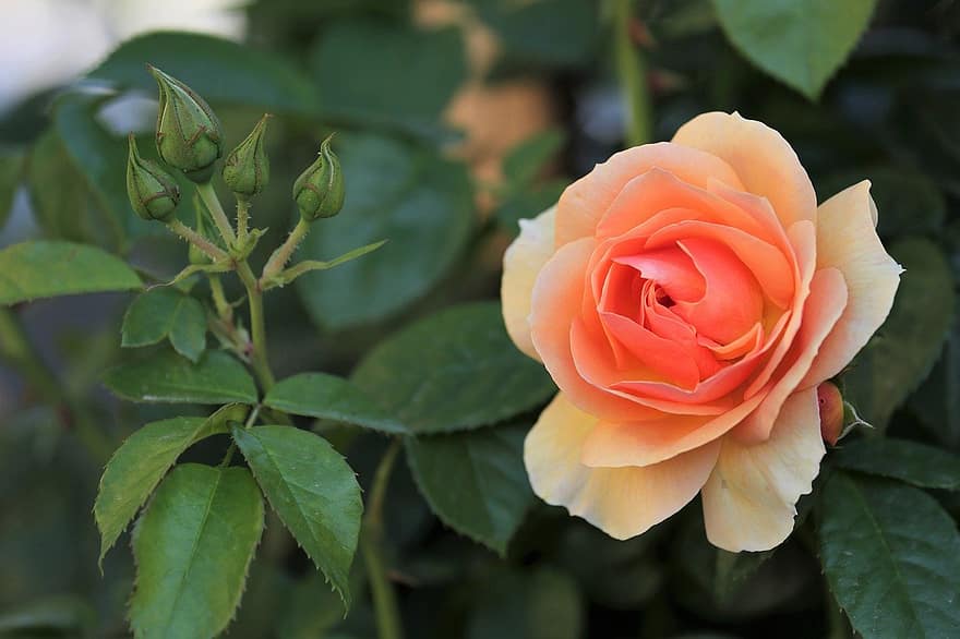 оранжевая роза, цветок, роза цветет, лепестки, лепестки роз, завод, цветение, цвести, Флора, лист, крупный план