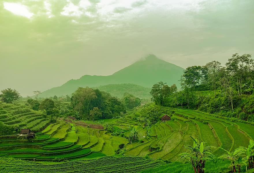 πεδίο, βουνά, λόφος, αγροτικός, πράσινος, πανόραμα, φύση, ινδονησία, τοπίο
