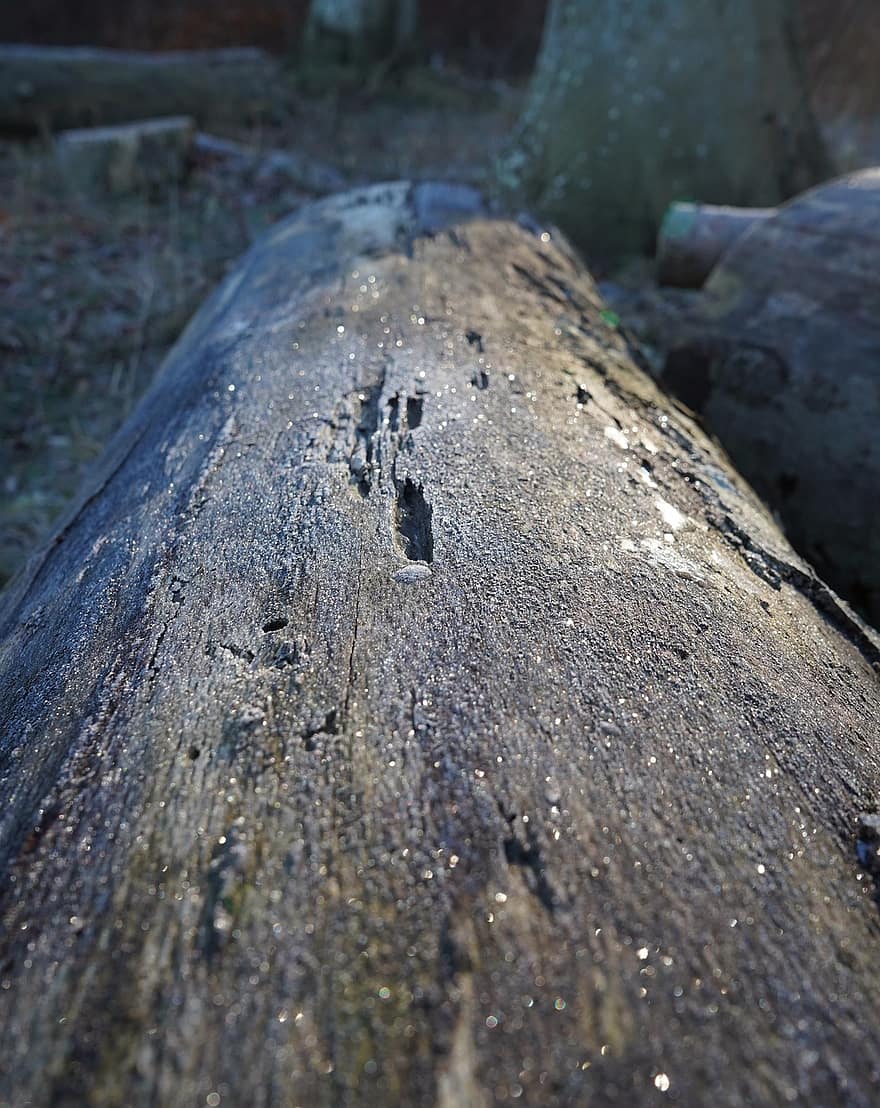 tronco de árvore, madeira, madeira morta, floresta, natureza, textura, árvore, sujeira, sujo, fechar-se, velho