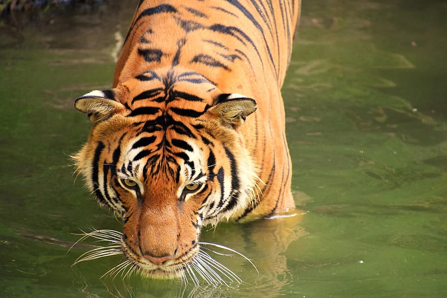 Tygrys, zwierzę, ogród zoologiczny, duży kot, paski, koci, ssak, Natura, dzikiej przyrody, fotografia dzikiej przyrody, dzikie koty