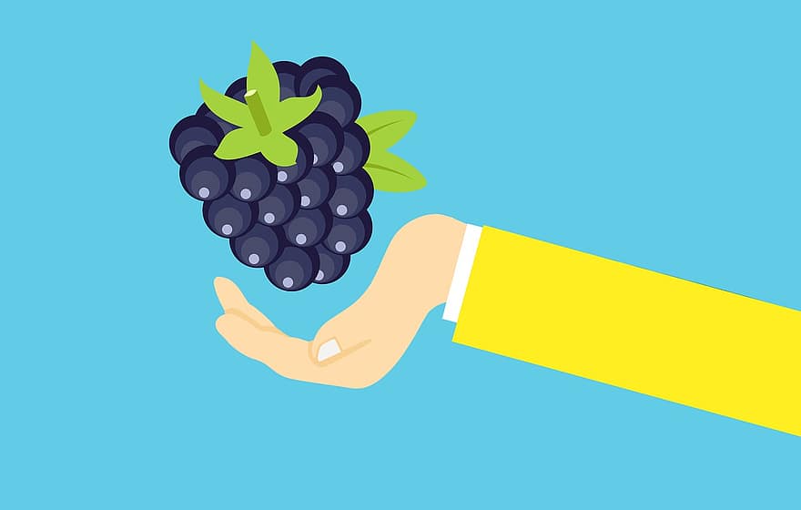 Blackberry, Food, Hand, Berry, Nature, Vegetarian, Healthy, Sweet, Fruit, Organic, Natural