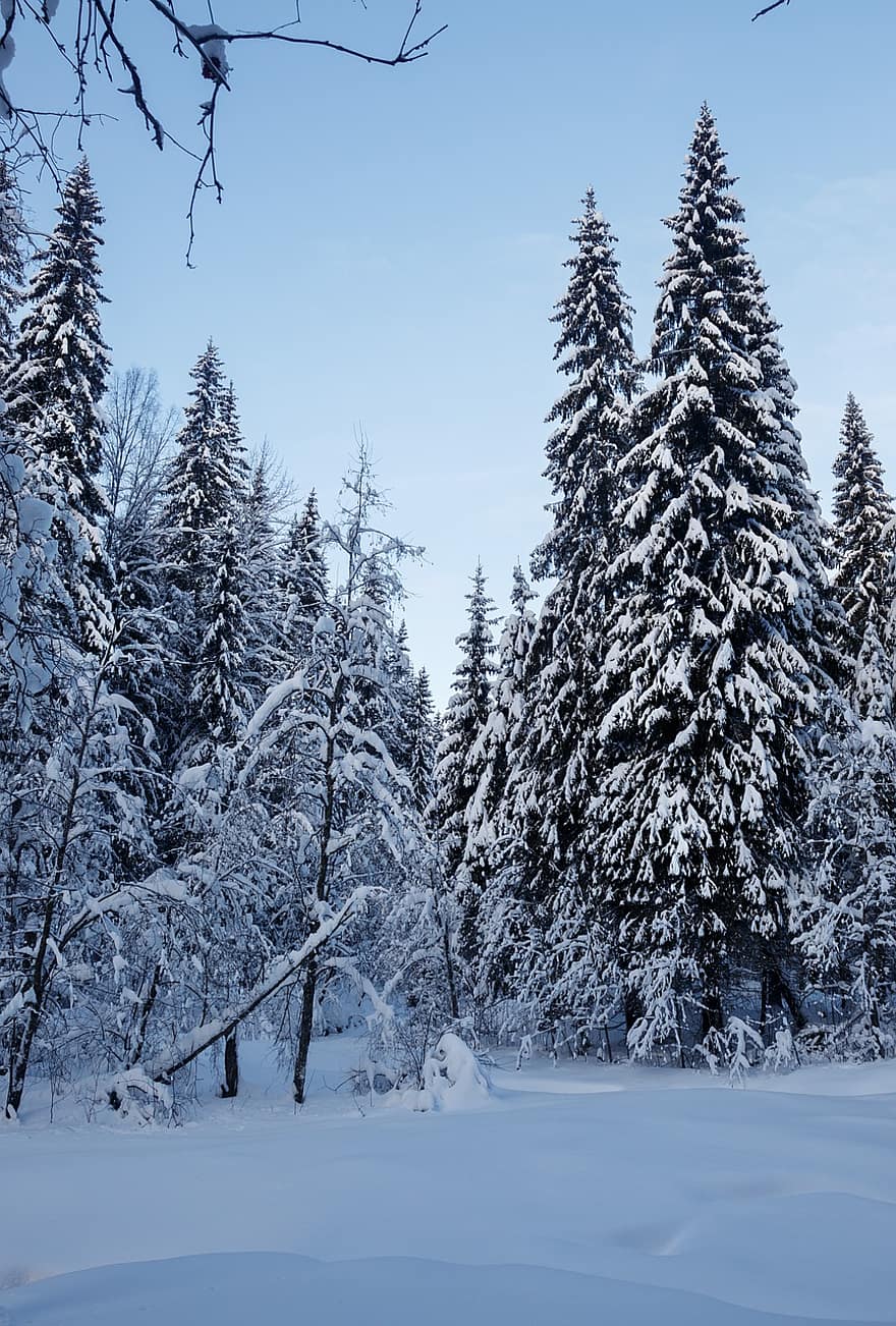 winter, Bos, bomen, natuur, buitenshuis, seizoen, wildernis, sneeuw, boom, landschap, vorst