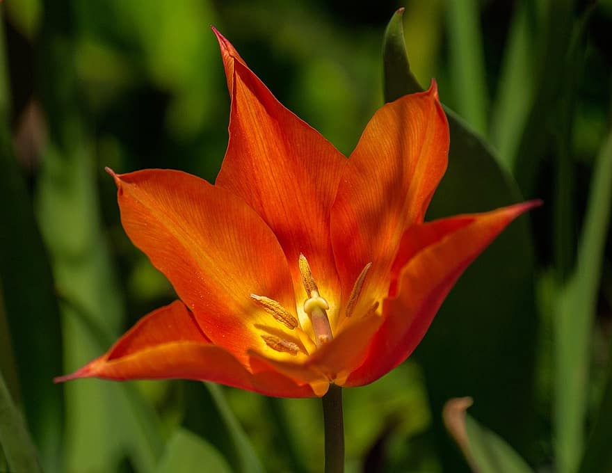 tulipán, květ, červená květina, okvětní lístky, červené okvětní lístky, flóra, rostlina, jarní květina, Příroda
