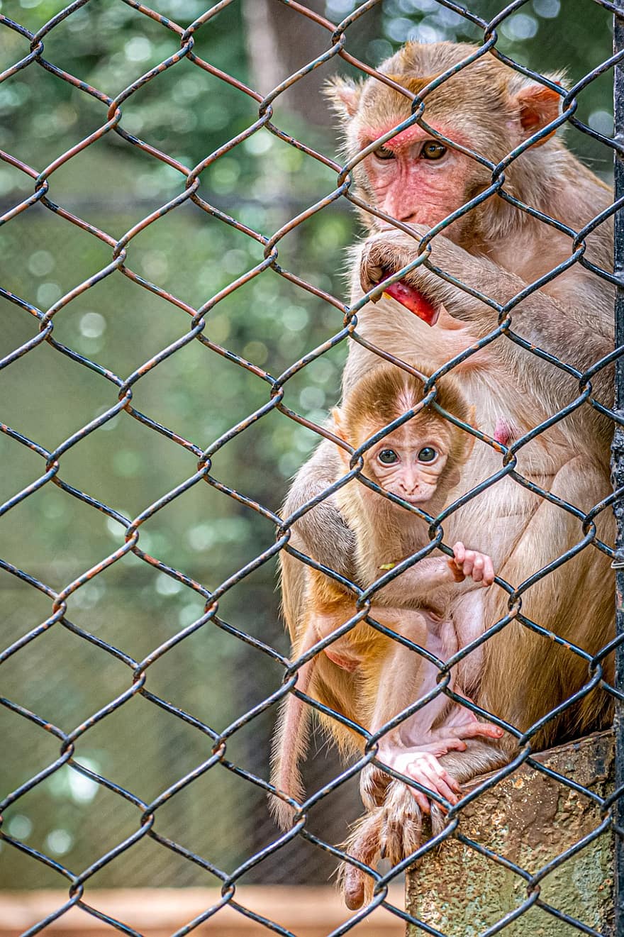 Monkeys, Baby Monkey, Fence, Cage, Chain Link, Chain Link Fence, Family, Primates, Animals, Animal World, Wild Animals