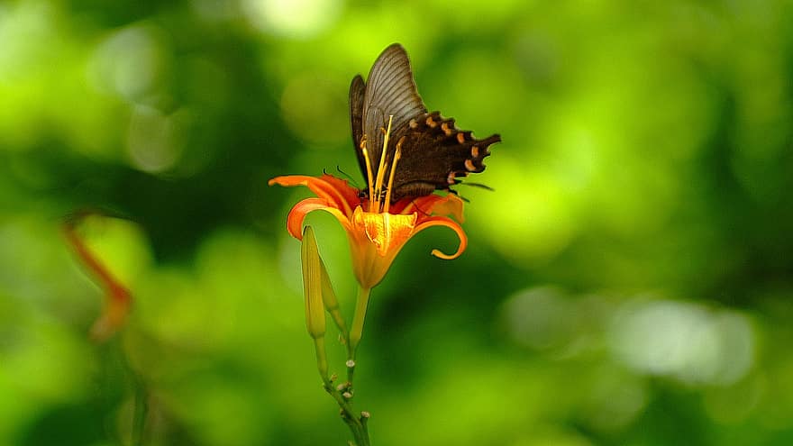 lentejuela, mariposa, insecto, flor, lirio de tigre, alas, planta, jardín, naturaleza, de cerca, República de Corea