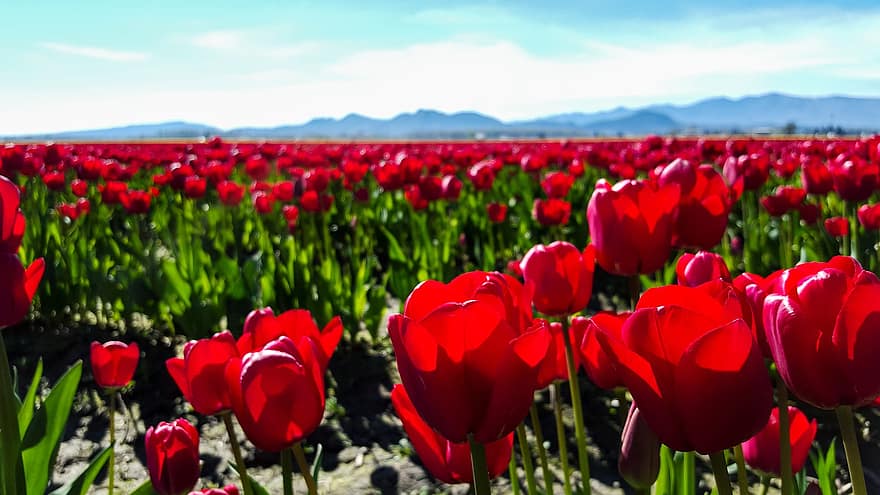 tulipaner, rød, tulipanfelt, blomster, vår, natur, blomst, blomstre, felt, flora, farge