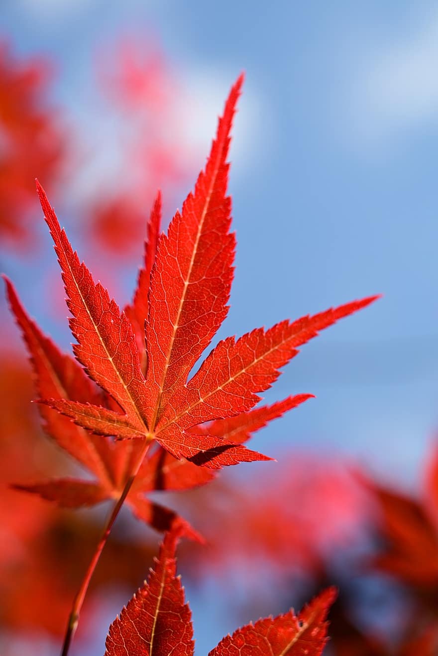 японски клен, червени листа, клонове, дърво, пружина, растение, природа, листо, есен, жълт, сезон