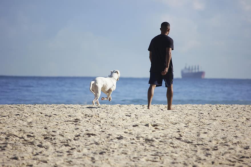 man, strand, hond, zand, zandstrand, zee, oceaan, water, horizon, kust, kust-