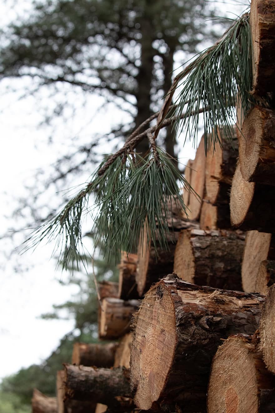 logs, bomen, brandhout, hout, naaldboom, evergreen, sparren, boom, Bos, stack, brandstapel