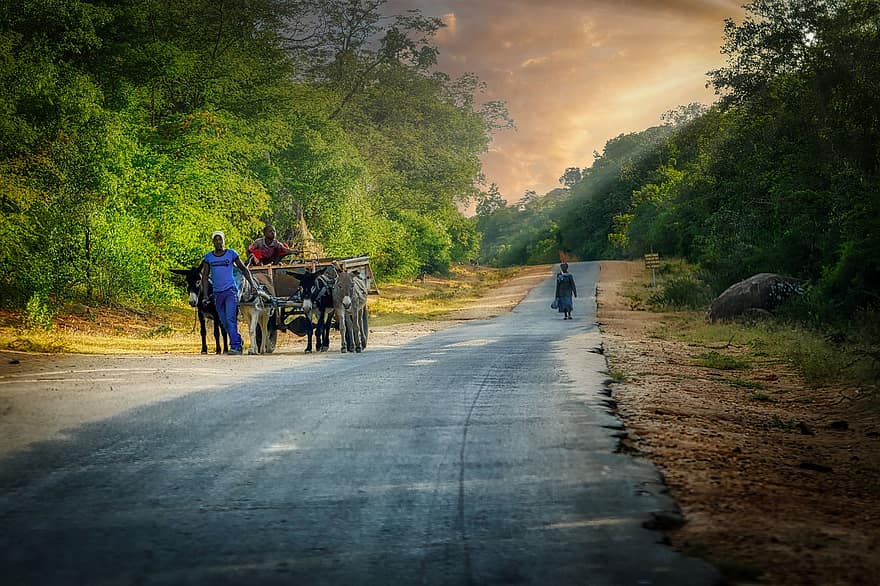 Donkey, Road, Cart, Transport, Woman, Man, Asphalt, Mobility, Nature, Rural, Forest
