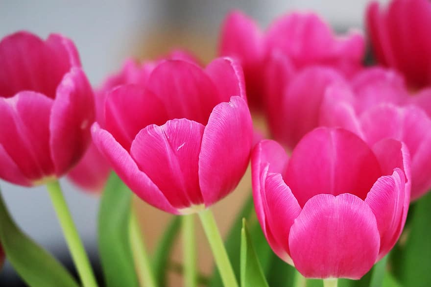 tulipani, fiori, fiori rosa, petali, petali di rosa, fioritura, fiorire, flora, piante, fiori di primavera, fiore