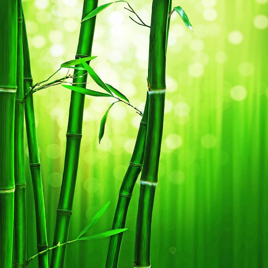 Bamboo Bos, groen, bokeh, natuur, Bos, Japan, boom, Azië, natuurlijk, exotisch, trunks