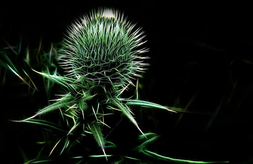 Fractalius, Thistle, Plant, Prickly, Arable Thistle, Close Up, Green, Nature Prickly