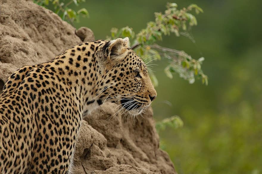 leopardo, mammifero, animale, predatore, natura