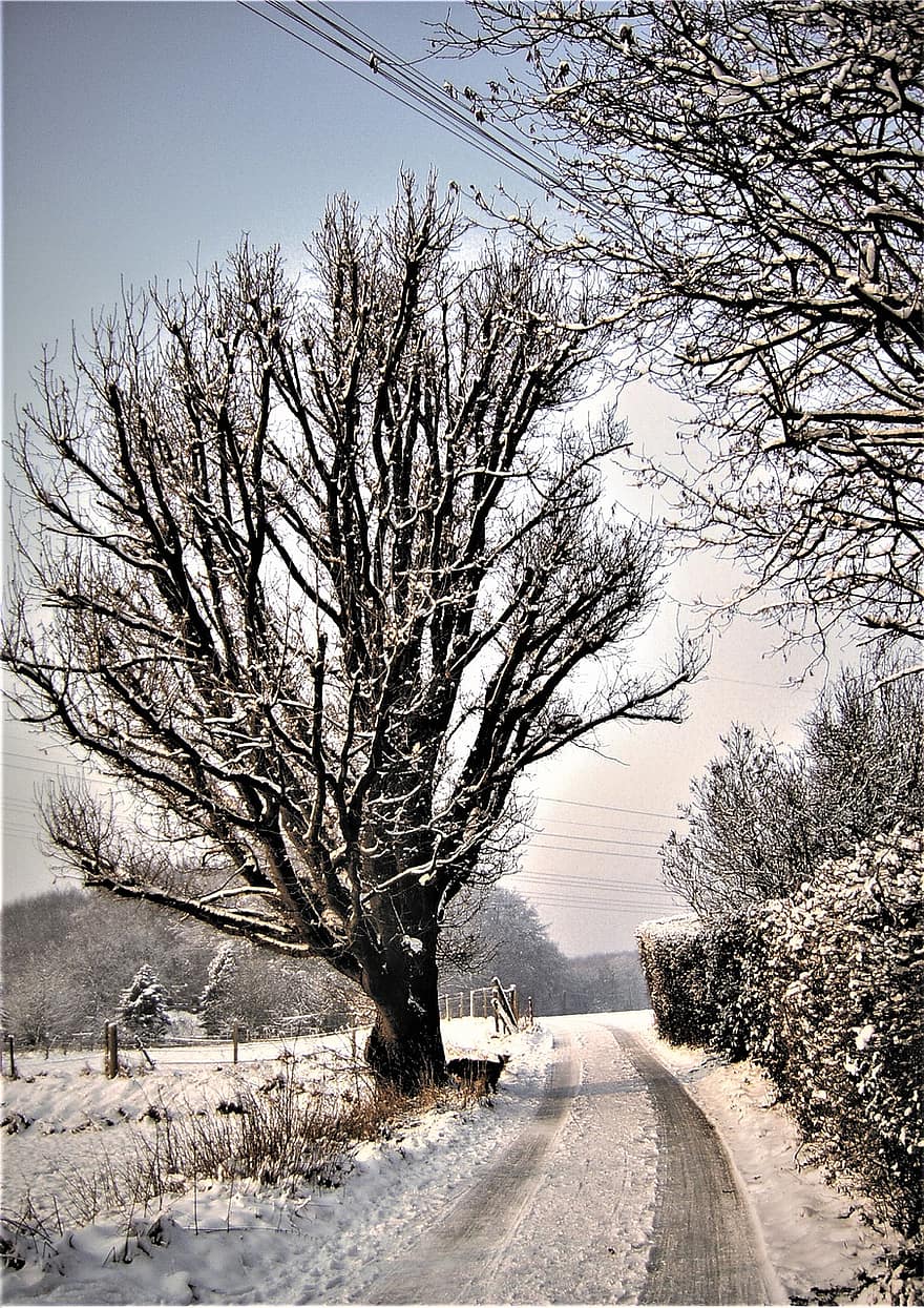 타이어 트랙, 눈, 도로, 나무, 흰 서리, 냉랭한, 설경, 전지, 겨울 풍경, 감기, 눈 풍경