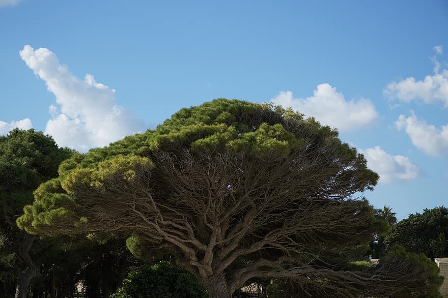naturaleza, árbol, antiguo, mdina, Malta, Mediterráneo, azul, verano, color verde, nube, cielo