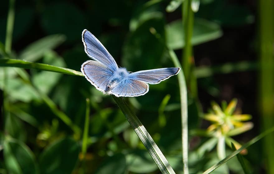 пеперуда, насекомо, трева, синя пеперуда, крила, природа, едър план, зелен цвят, лято, макро, многоцветни