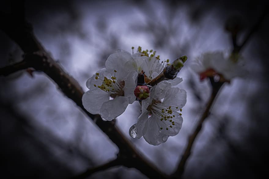 Flowers, Cherry Blossom, Spring, Nature, Forest, Tree, Bloom, Blossom, close-up, flower, branch