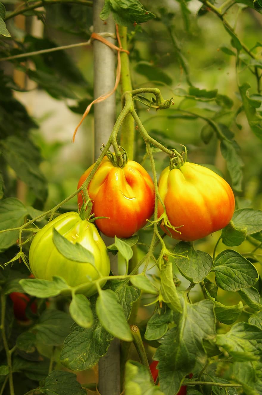 tomater, grøntsager, mad, frisk, sund og rask, organisk, moden, ernæring, vitaminer, landbrug, grøntsagshave