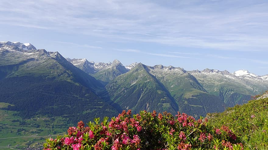 bjerge, bakker, bjerglandskab, natur, Disentis, alpine roser