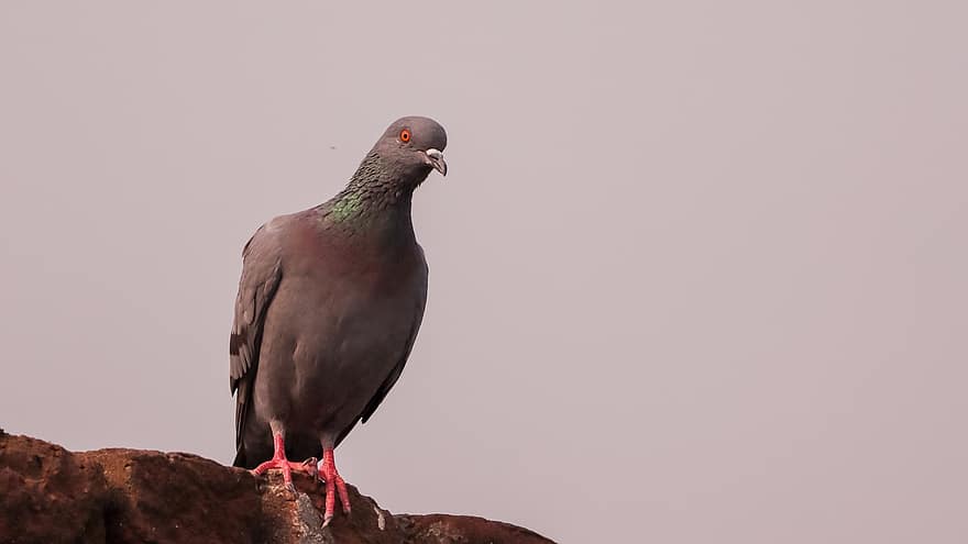 Pigeon, oiseau, perché, Colombe, colombe de roche, pigeon, animal, plumes, plumage, le bec, la nature