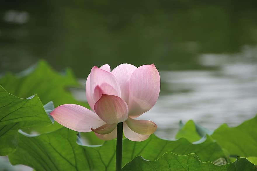 lotus, çiçek, Lotus çiçeği, doğa, Yaprak, bitki, yaz, taçyaprağı, çiçek kafa, kapatmak, botanik