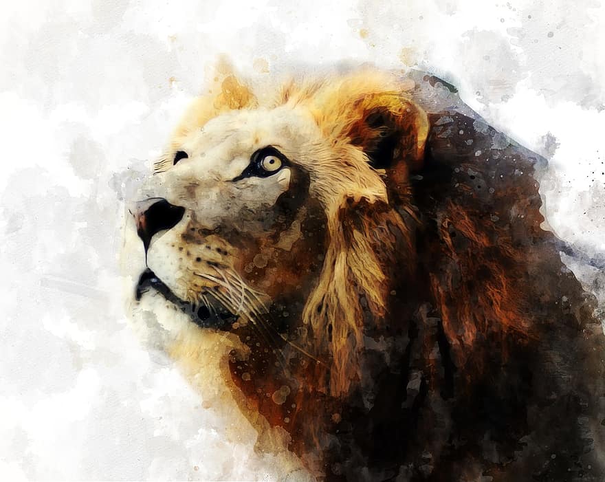 лев, Лео, млекопитающее, дикий, животное, живая природа, африканец, хищник, голова, большой, кошка