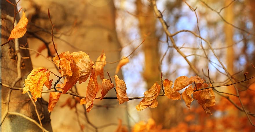листья, ветви, дерево, падать, высушенные листья, осень, веточка, лес, лист, желтый, время года