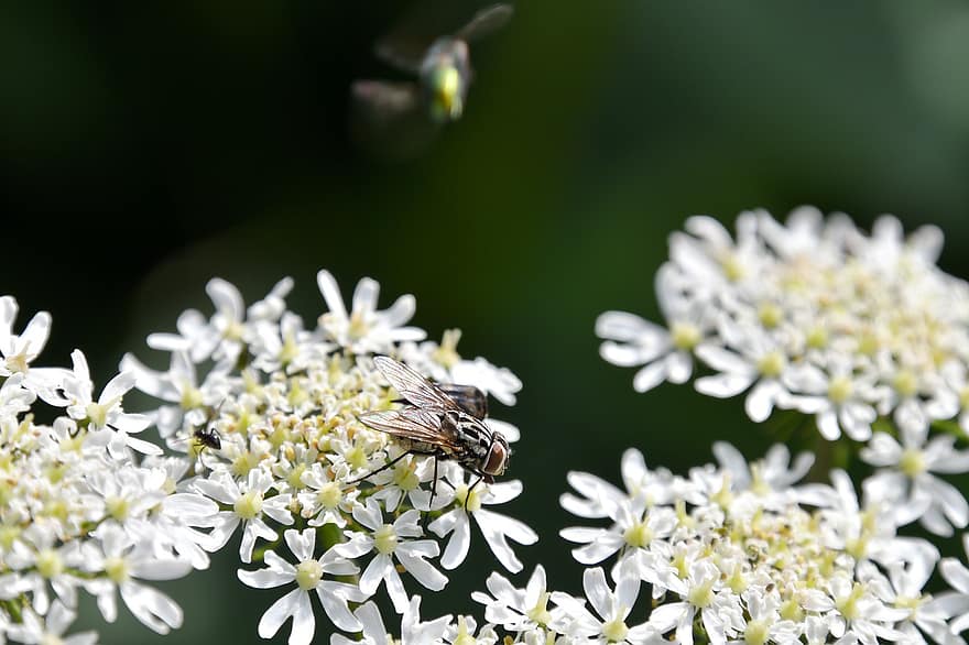 fly, insekt, blomster, hus fly, fluene, dyr, hvite blomster, anlegg, hage, natur, makro