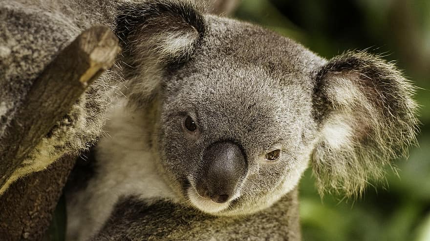 koala, Ausztrália, vadvilág