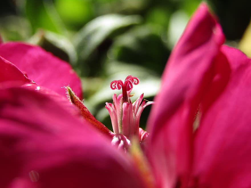 floare, stigmat, floră, petale, culoare roz, grădină