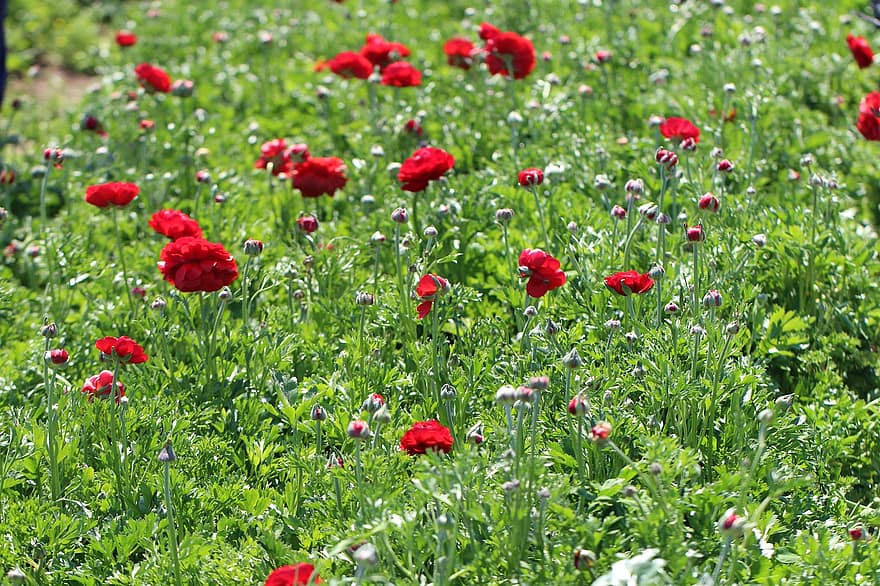 maki, kwiaty, pola, czerwone maki, Czerwone kwiaty, płatki, czerwone płatki, kwiat, kwitnąć, rośliny, łąka