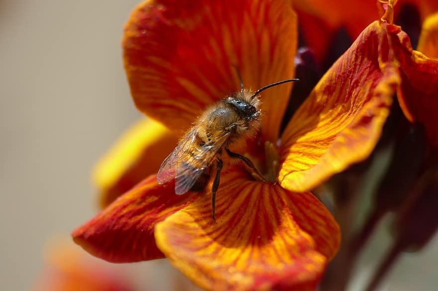 bi, blomster, bestøve, bestøvning, winged insekt, honningbi, Hymenoptera, insekt, entomologi, tæt på, makro