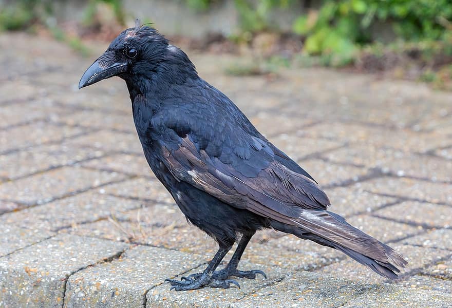 oude kraai, kale kraai, gekwetste vogel, Manky Crow, Gewonde kraai, corvid