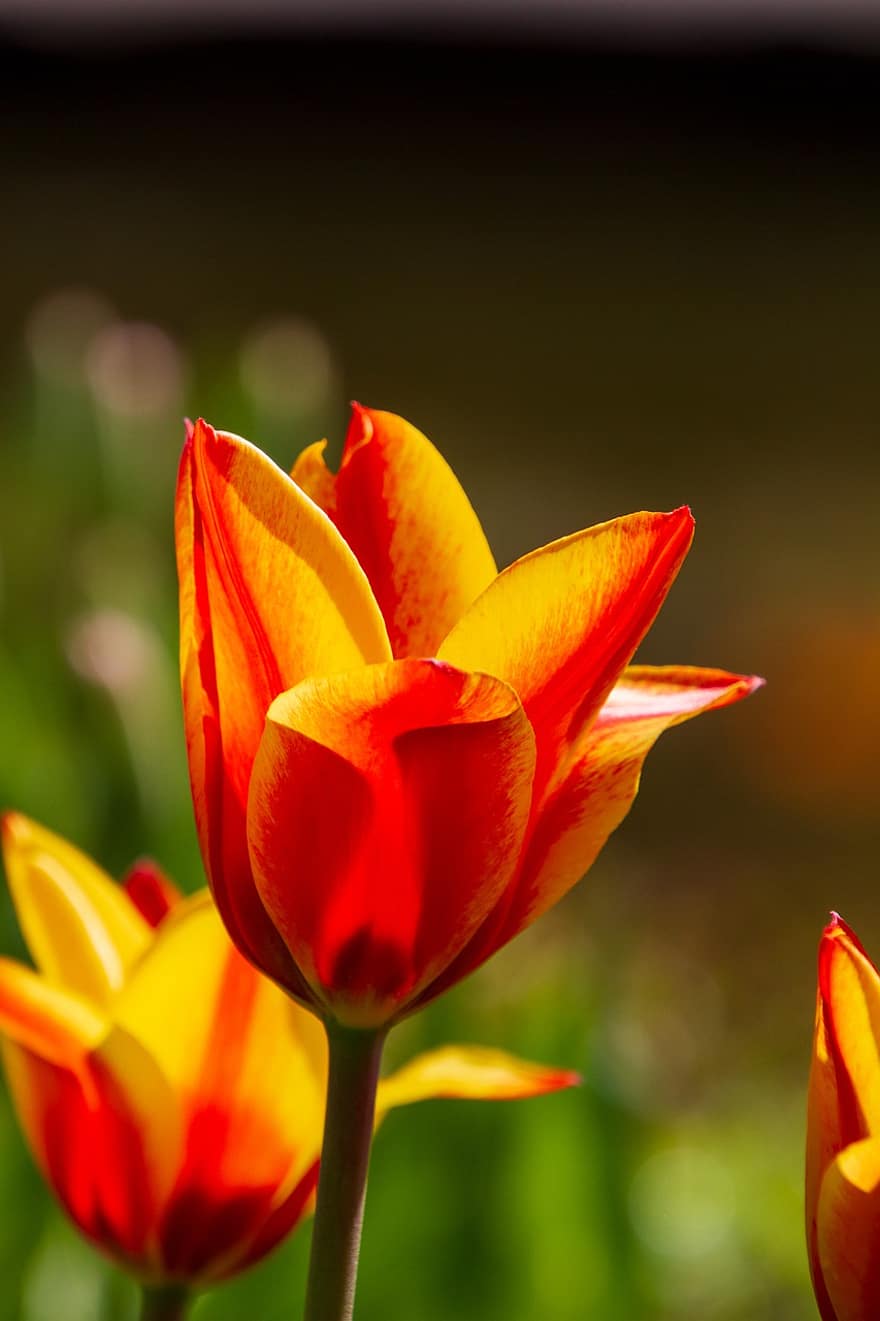 tulipan, kwiat, kwitnąć, dwutonowy, flora, wiosna
