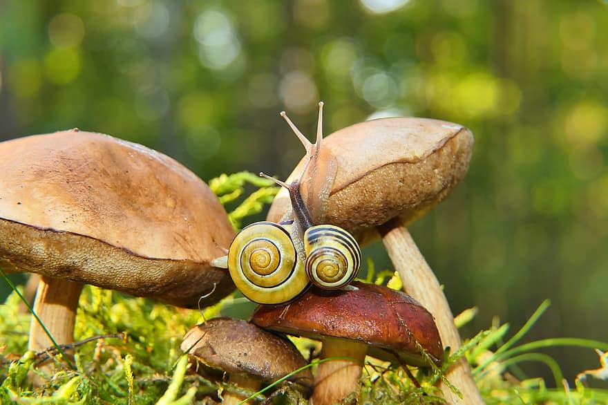 Snails, Mushrooms, Nature, Toadstools, Fungi, Molluscs, Gastropod, Spiral Shell, Animals, Forest, Environment