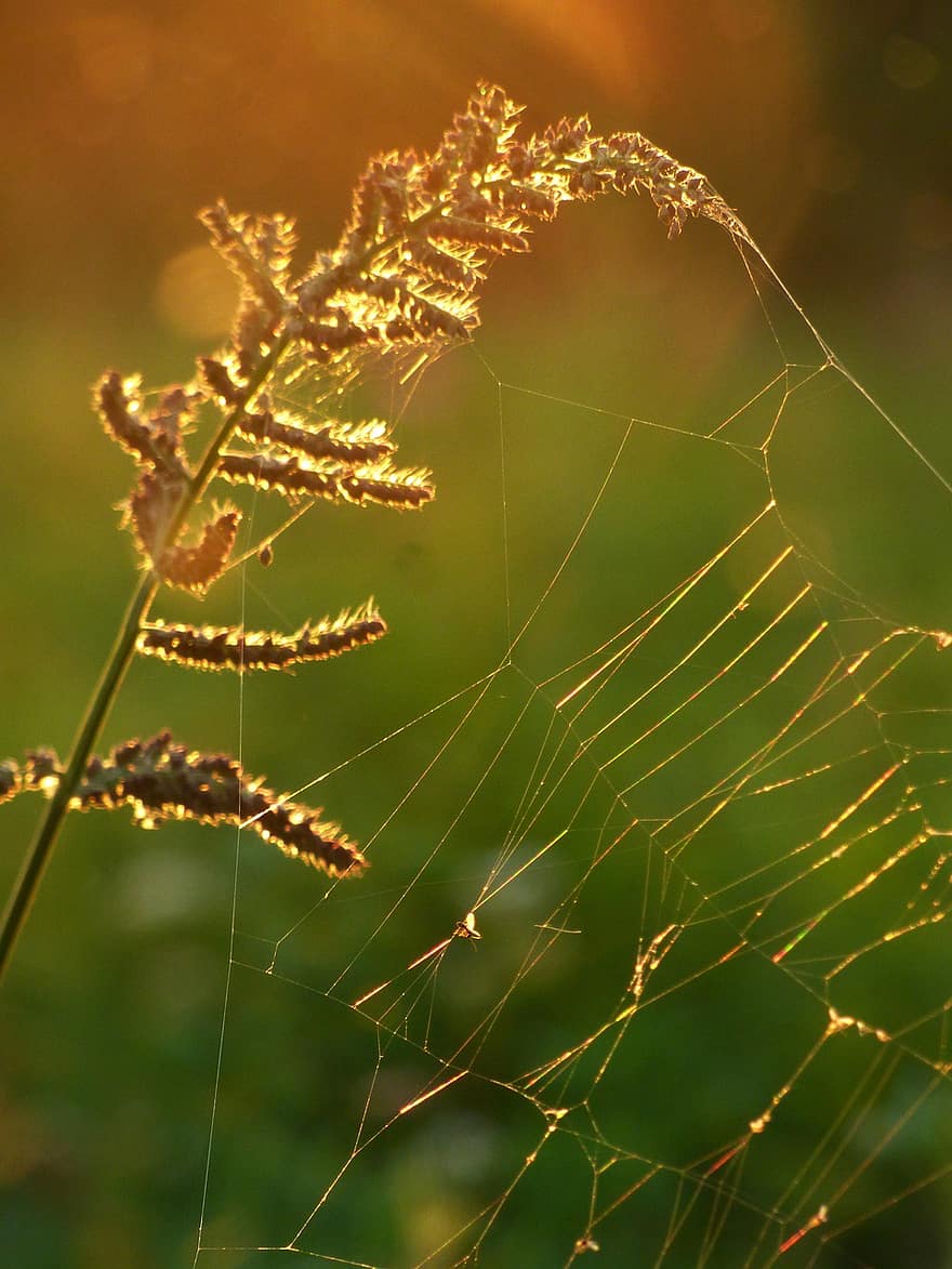 Grass, Flower, Spiderweb, Cobweb, Sunlight, Bloom, Plant, Nature, Summer, Light