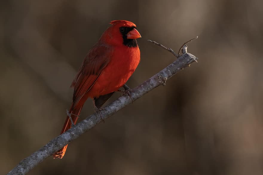 nordlig kardinal, fugl, dyr, kardinal, rød fugl, mann, dyreliv, fjærdrakt, gren, perched, natur