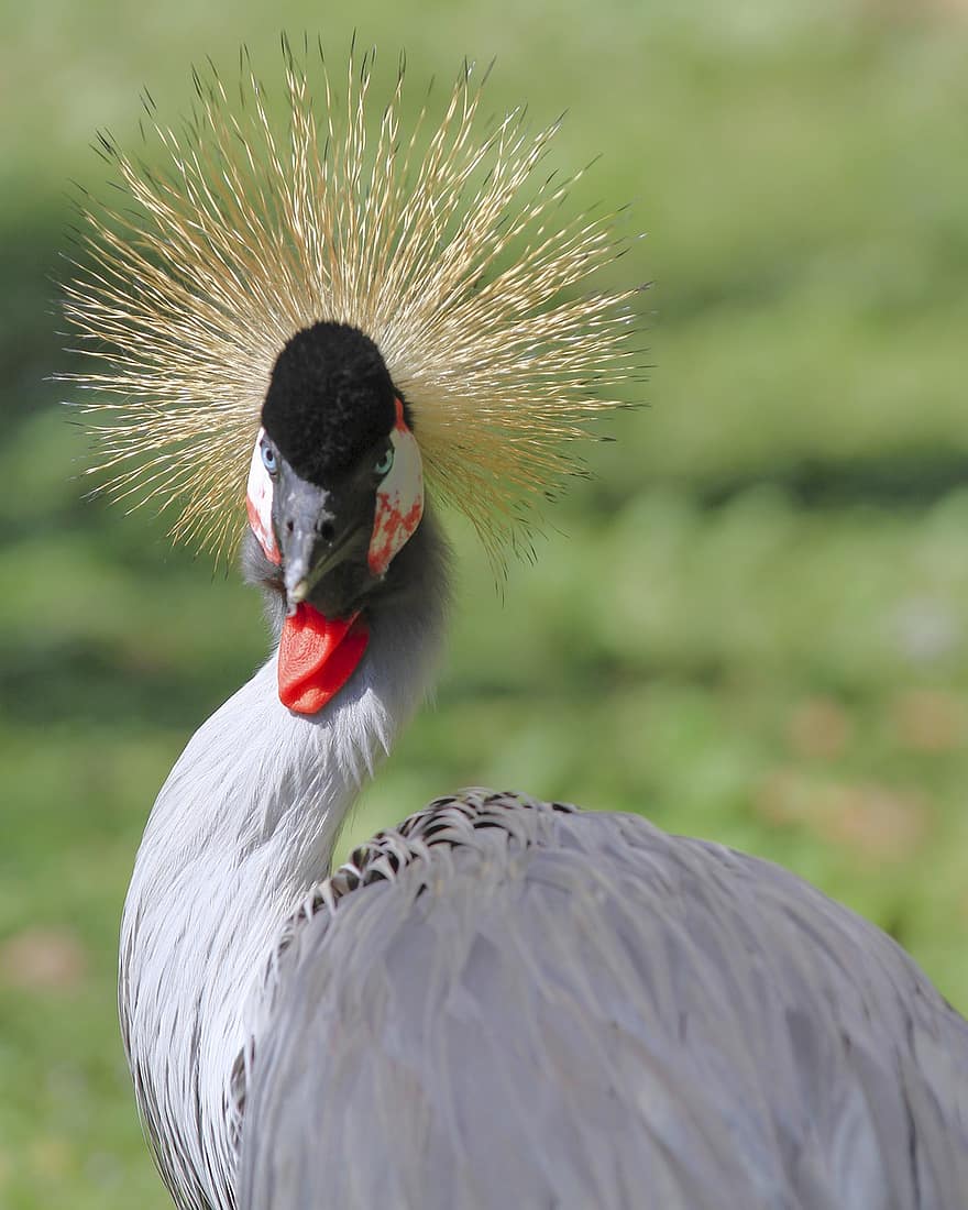 putns, Crown Crane, dzīvnieku, Āfrika, spalvas, galvu, izskatu, intensīva, acis, zils, raksturs