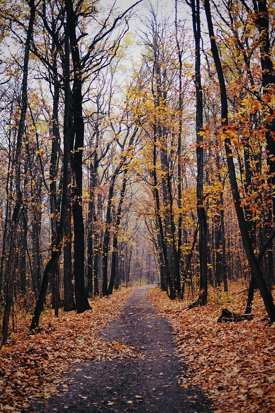 sendero, otoño, naturaleza