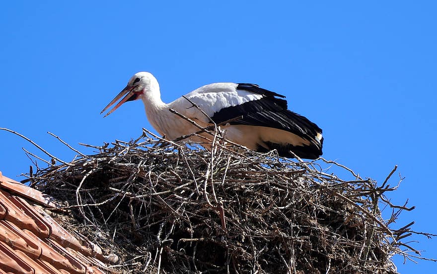 Stork, Nest, Roof, Bird, Animal, Wading Bird, Migratory Bird, Wildlife, Feathers, Plumage, Beak