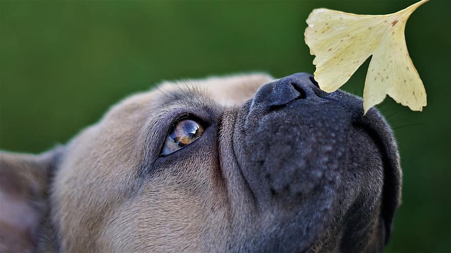 fransk bulldog, hund, snute, forsmak, sniffe, ginkgo blad, høst, bakgrunn grønn, dyr, trofaste utseende, søt