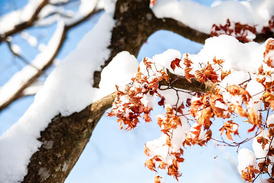 neu, arbre, fulles, branques, nevat, cobert de neu, hivern, brisa, Corea, naturalesa