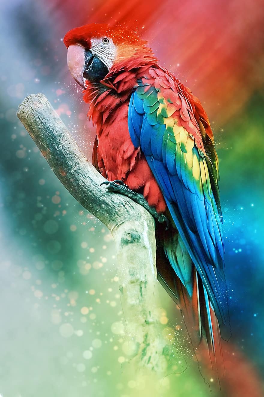 ζώο, ara macao, ράμφος, πουλί, πολύχρωμα, πανίδα, φτερό, απομονωμένος, κόκκινο macaw, παπαγάλος, φτερά