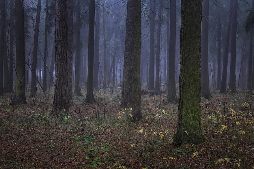 les, Příroda, mlha, smrk, stromy, krajina, jehličnany, podzim, Rusko, temný