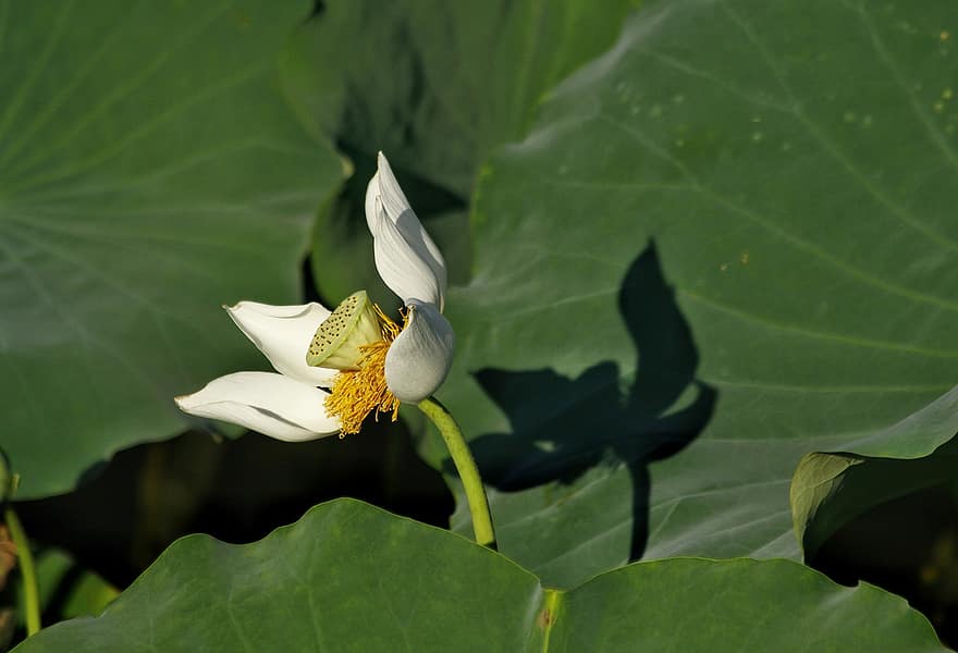 lotus, bloem, lotusbloemen, witte Lotus, witte bloemen, lotus bladeren, bloemblaadjes, witte bloemblaadjes, bloeien, bloesem, waterplant