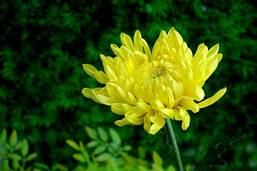 krysantemum, blomma, flora, natur, sommar, gul, växt, närbild, blad, kronblad, grön färg