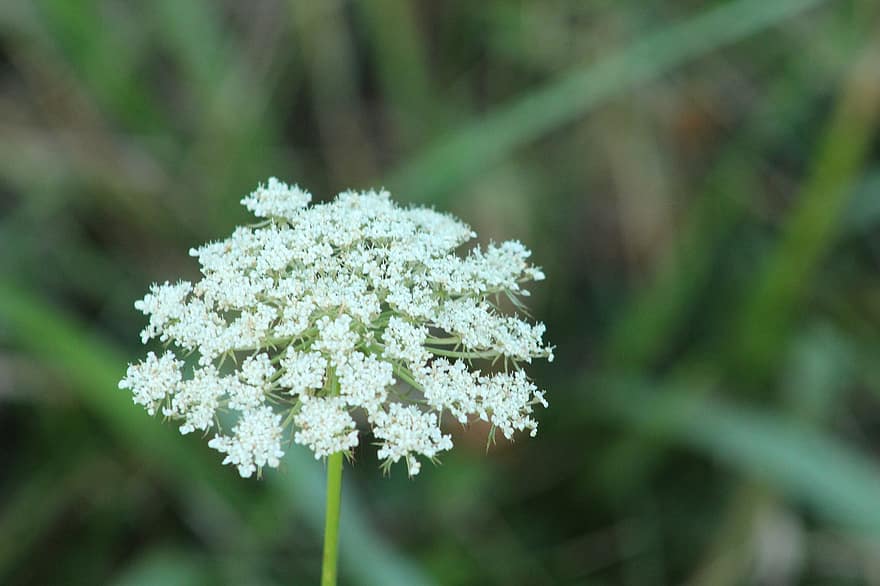flor blanca, de cerca, floración, elegante, floral