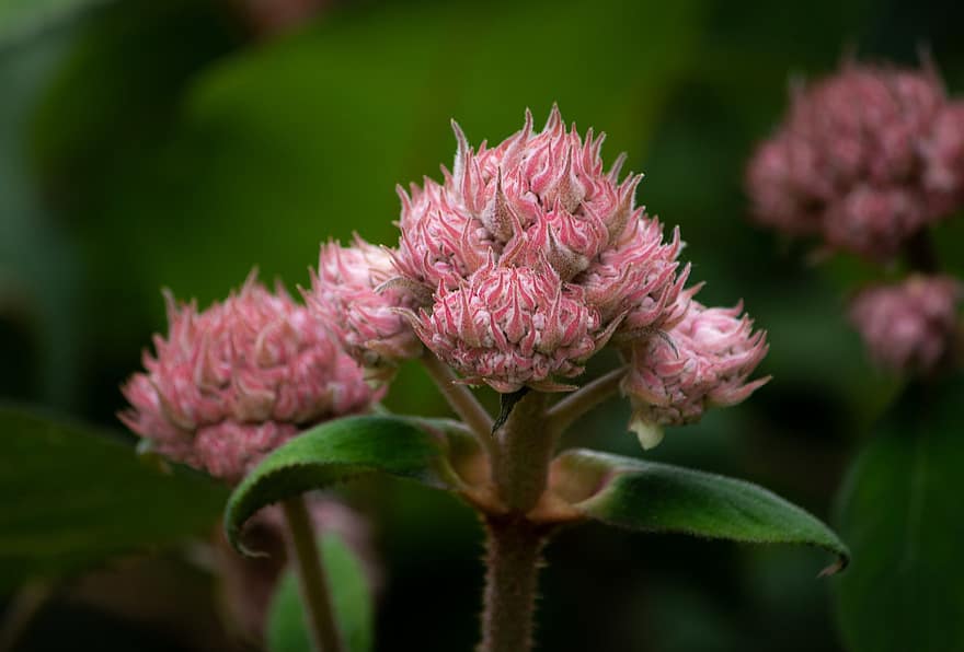 ไฮเดรนเยีย aspera macrophylla, bloemscherm, กลีบดอก, ปุ่ม, ใบไม้, ปุย, สวน